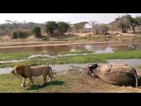 Up Close with the King of the Jungle: Majestic Lion in the Wild | Tanzania Safari Tour