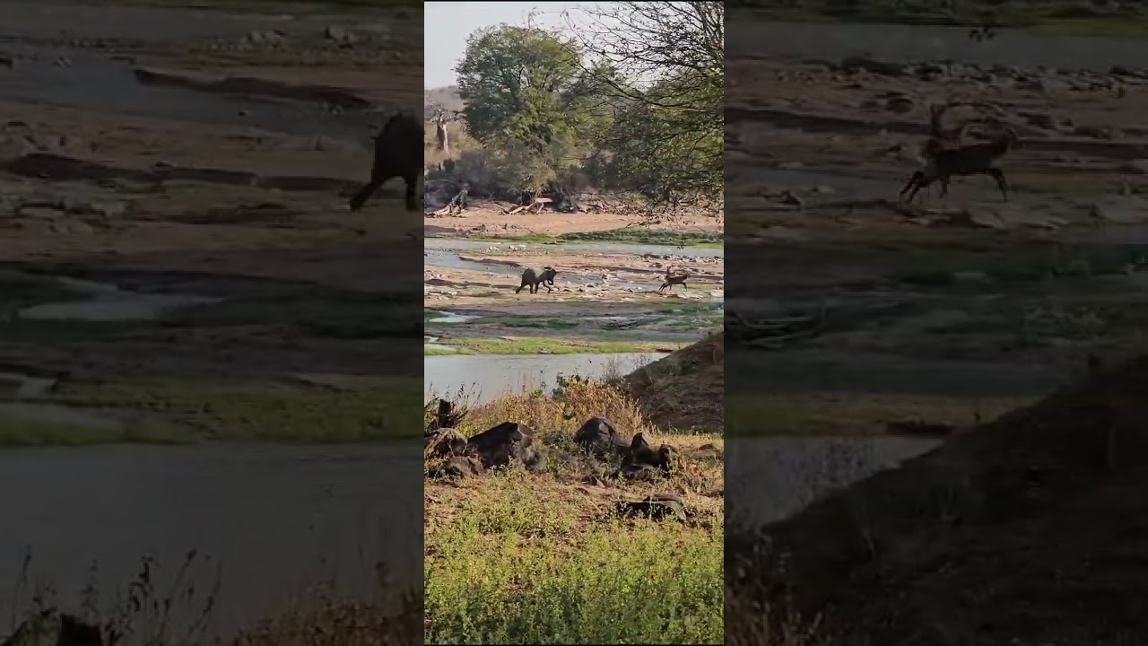Tanzanian Wilderness  - Elephant Chases Caught on Camera