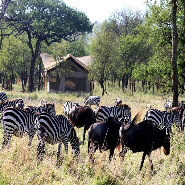 Luxury Safari Camps in Tanzania