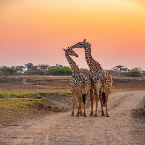 Serengeti National Park Safaris