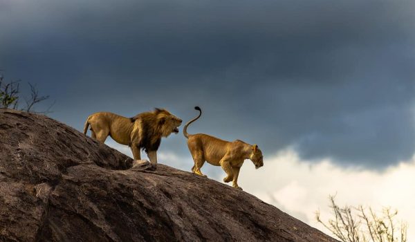 Asanja Serengeti National Park Safaris