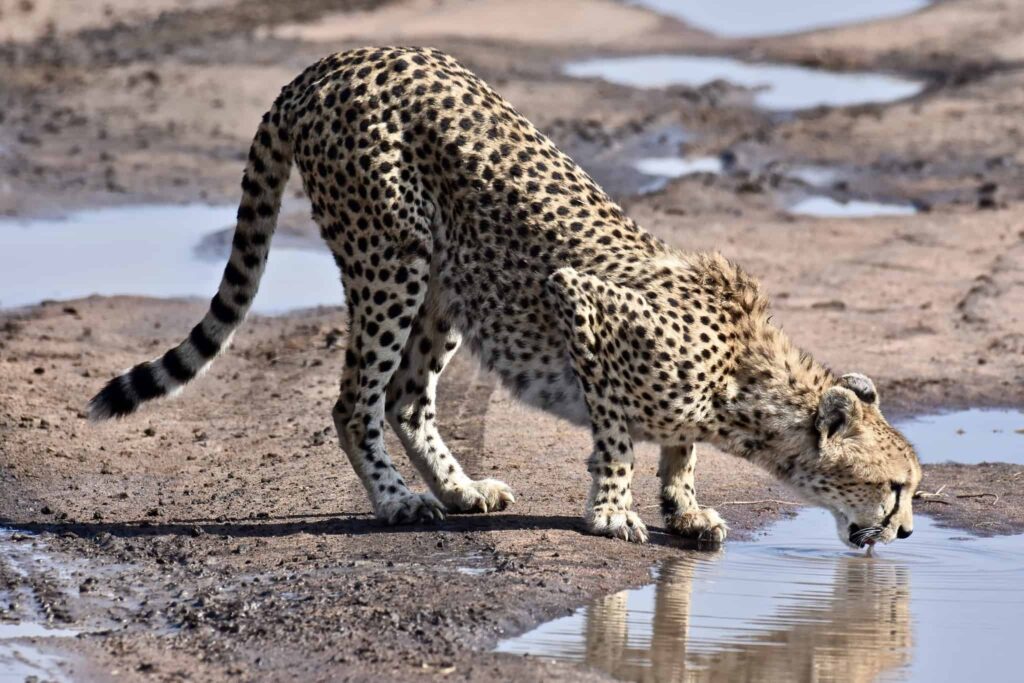 Tanzania Northern Circuit Safaris