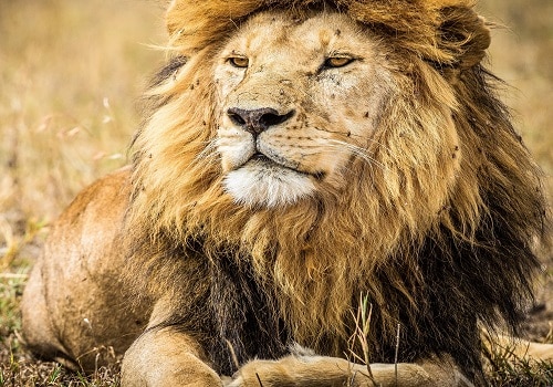 Tanzania Safaris