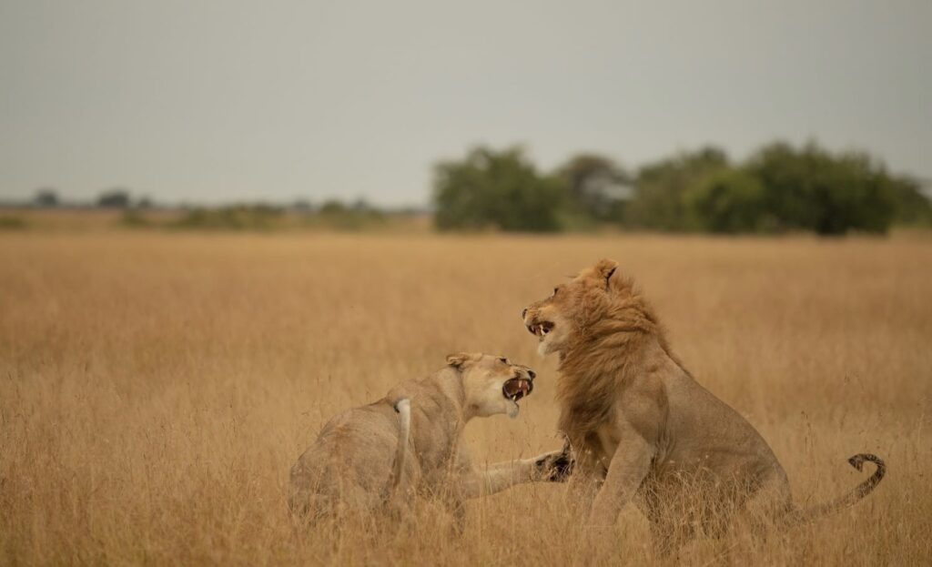 Best Tanzania Safaris