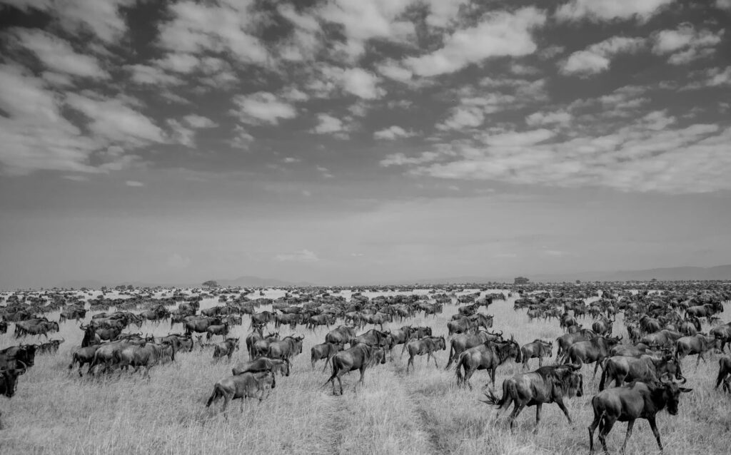 Serengeti Migration