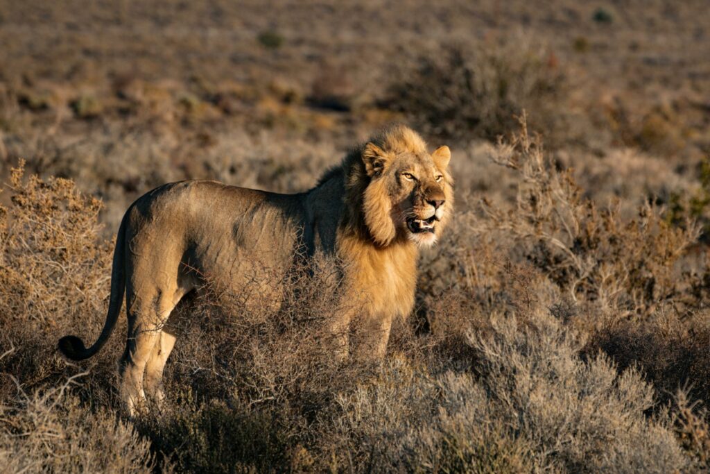 Male lion standing alert among dry grasslands in the Serengeti during an Asanja Africa safari.