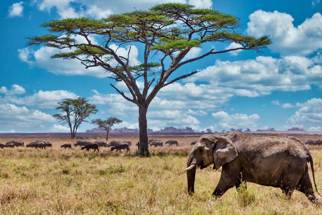 Top Safari Destinations in Tanzania Africa