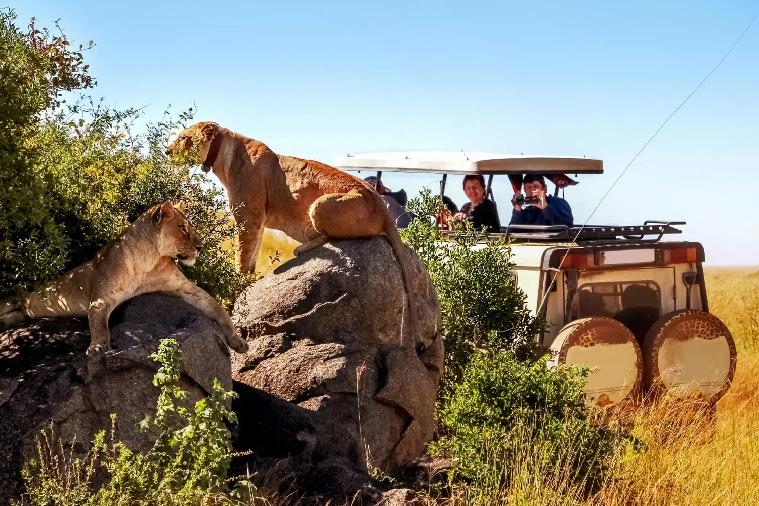 Discover the Magic of a Serengeti Safari luxury: Where Luxury Meets the Wild
