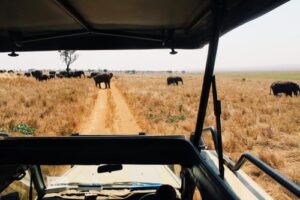 Serengeti Safaris The Ultimate Guide to Tanzania’s Iconic Wildlife Adventure