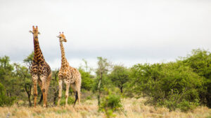 3 Day Safari Tanzania The Ultimate Itinerary & Cost Guide (2025)