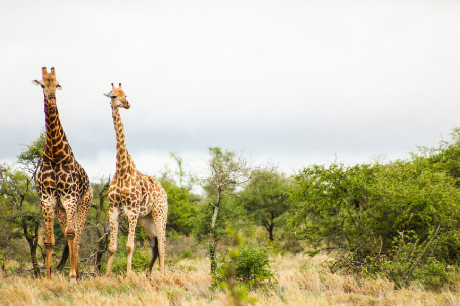 3 Day Safari Tanzania: The Ultimate Itinerary & Cost Guide (2025)