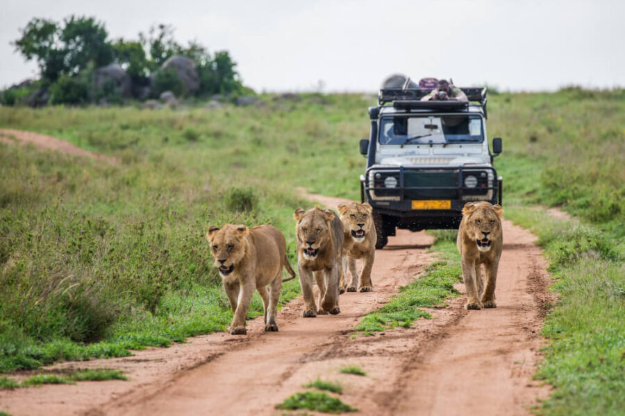 Serengeti National Park Tours: Best Safari Packages & Travel Guide