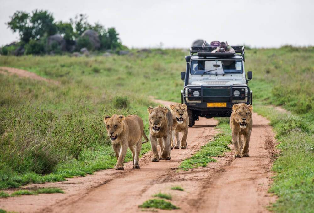 Serengeti National Park Tours: Best Safari Packages & Travel Guide
