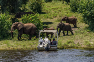 Tanzania Tourism Packages A Complete Guide to Safaris