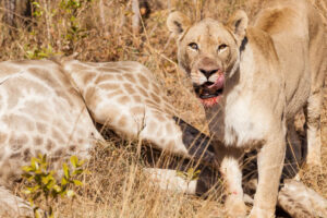 Lion in Serengeti National Park