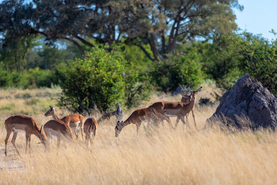 Serengeti Mara The Great Migration and Wildlife Safari in Tanzania