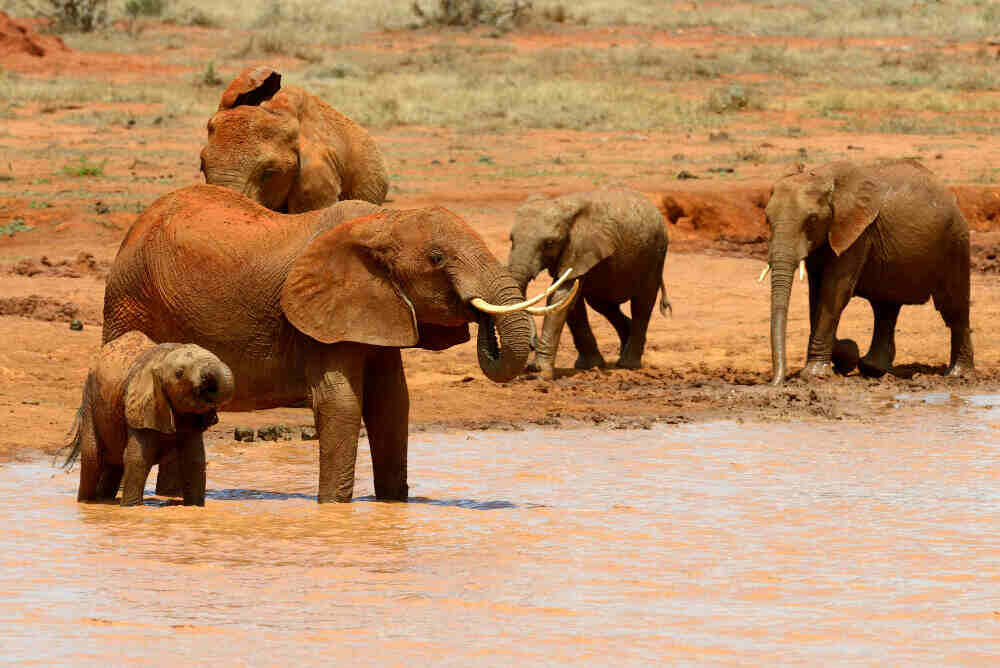 Serengeti National Park Safari Travel Guide: The Ultimate Way to Visit the Serengeti Lodges and Endless Plains