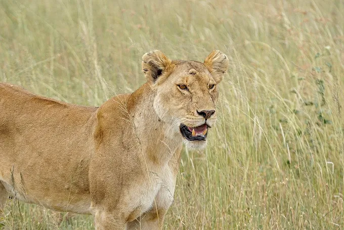 Serengeti of Tanzania: The Guide to Africa Endless Plains