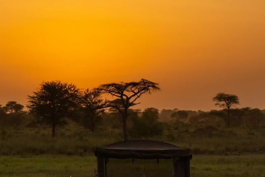 Tanzania Safari Experiences: Best Parks, Circuits and Wildlife Adventures