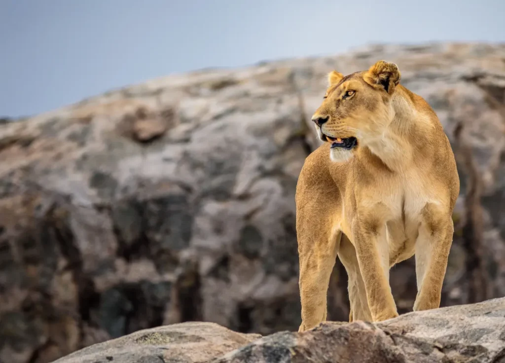 Luxury Safari Africa