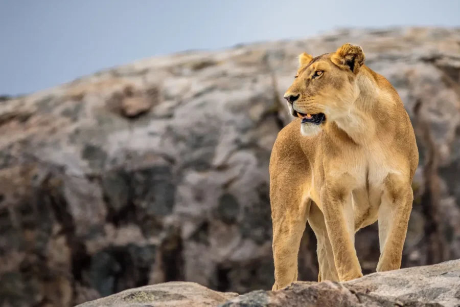 Luxury Safari Africa: The Ultimate Guide to High-End Adventures