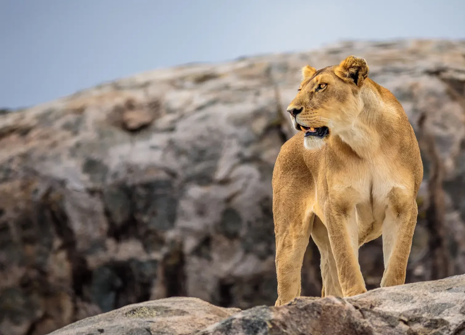 Luxury Safari Africa: The Ultimate Guide to High-End Adventures