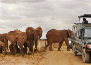 A group of elephants crossing a dirt road near a safari vehicle during a luxury wildlife tour in Tanzania.