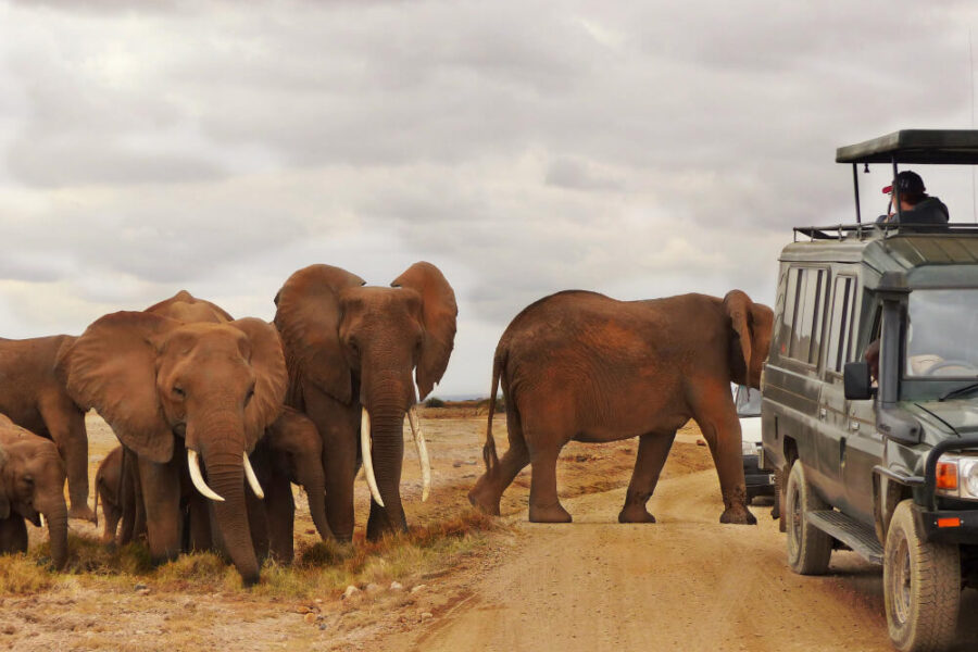 Luxury Safari Tours Tanzania: The Ultimate African Adventure in Style
