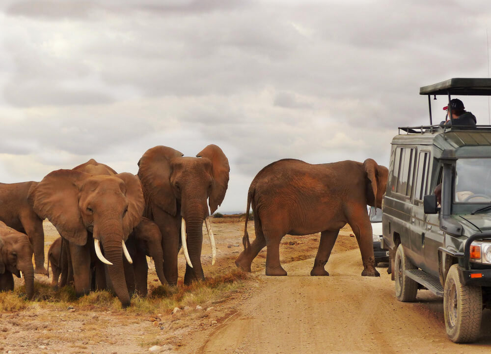 Luxury Safari Tours Tanzania: The Ultimate African Adventure in Style
