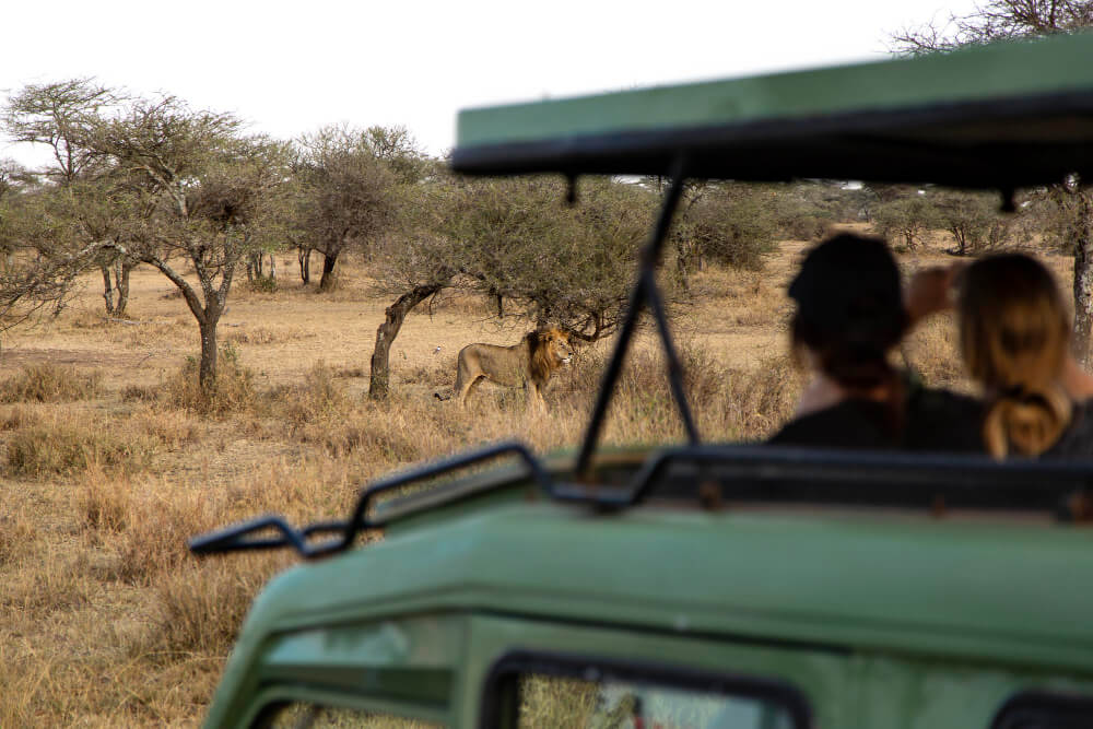 Tourists on an African safari game drive observing a lion resting among trees in the savannah.