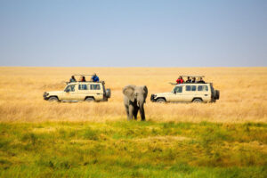 Luxury African safari experience in Tanzania featuring an elephant walking between two safari vehicles on the Serengeti plains