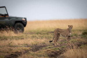 A cheetah standing alert on the savannah with a safari vehicle in the background during a wildlife tour in Tanzania.