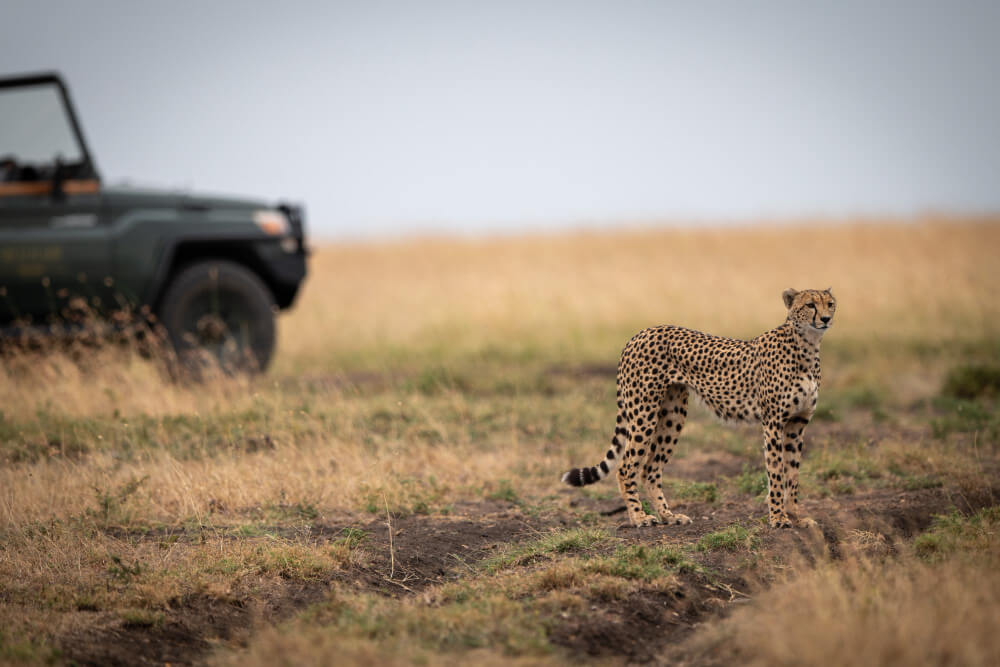 A cheetah standing alert on the savannah with a safari vehicle in the background during a wildlife tour in Tanzania.