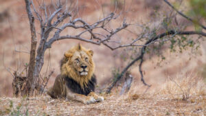 Male lion resting in the African bush during a luxury safari experience in South Africa