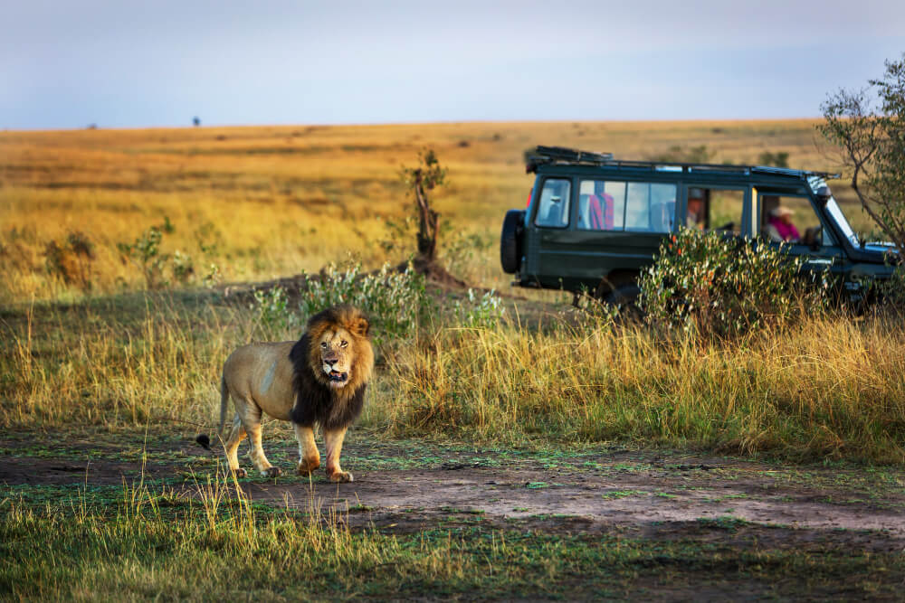 Safari in Tanzania Africa featuring a male lion walking across the savannah with a safari vehicle in the background
