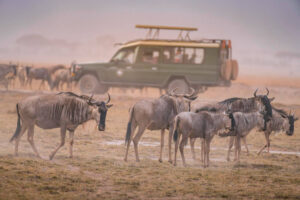 Wildebeest herd grazing on the Serengeti plains during a Serengeti Safari Tanzania with a safari vehicle in the background