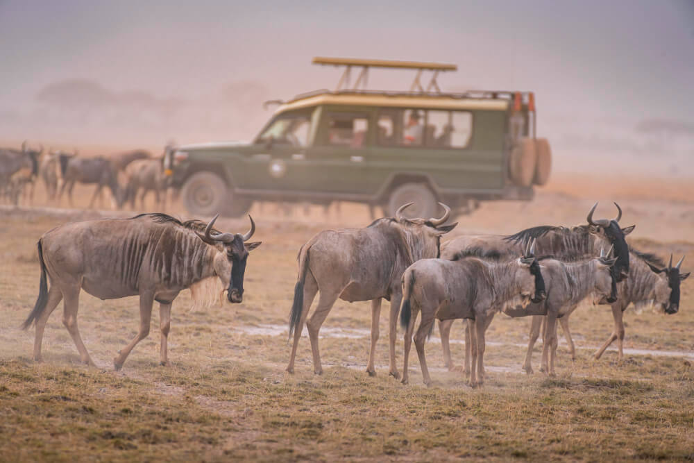 Wildebeest herd grazing on the Serengeti plains during a Serengeti Safari Tanzania with a safari vehicle in the background