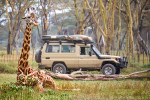 Giraffe resting near a safari vehicle in Tanzania National Park surrounded by acacia woodland