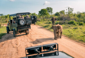 Tanzania safari tour with elephants walking along a dirt road beside open safari vehicles in a wildlife reserve