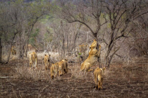 Lion pride walking through dry woodland during a 5 days Tanzania safari