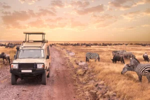 7 day Tanzania safari jeep with zebras and wildebeest in Serengeti National Park at sunset