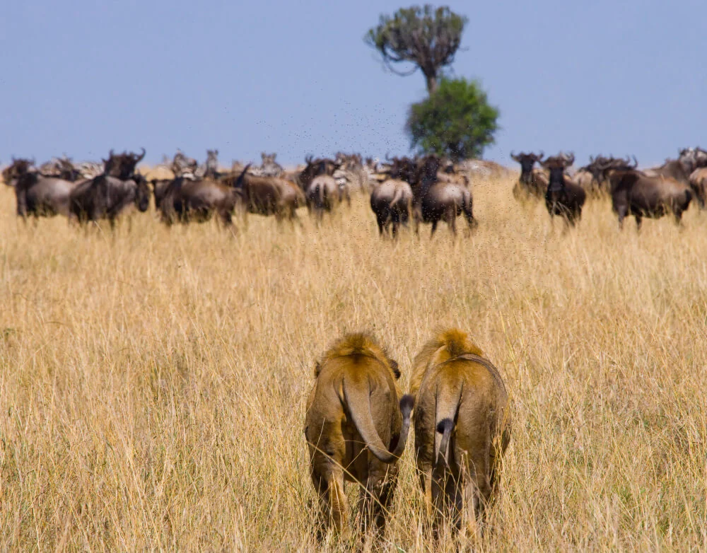 Two lions walking through tall grass toward a herd of wildebeest in National Park Serengeti Tanzania.