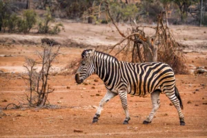 Zebra walking across the savannah during a Tanzania safari cost breakdown 2026 wildlife experience