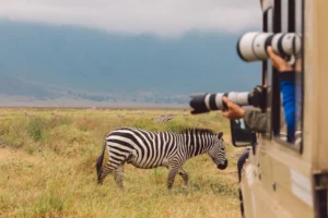 Tourists photographing zebras from a safari jeep in Tanzania during a guided wildlife safari itinerary