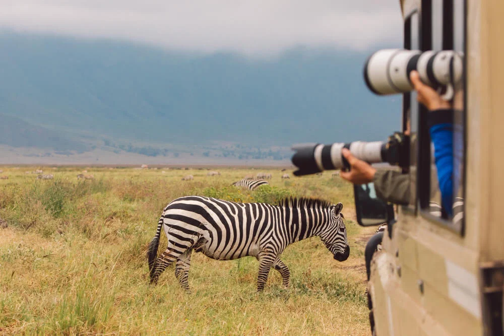 Tourists photographing zebras from a safari jeep in Tanzania during a guided wildlife safari itinerary