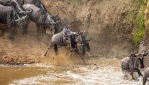Wildebeest jumping into river during Great Migration in Serengeti Tanzania