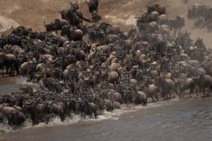 Wildebeest migration crossing river in Serengeti National Park Tanzania