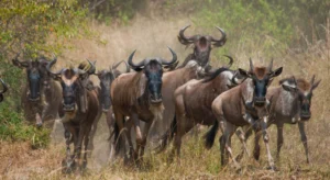Wildebeest herd in Serengeti during African wildlife safari adventure