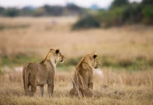 Lions resting in grasslands during Serengeti Tanzania safari experience