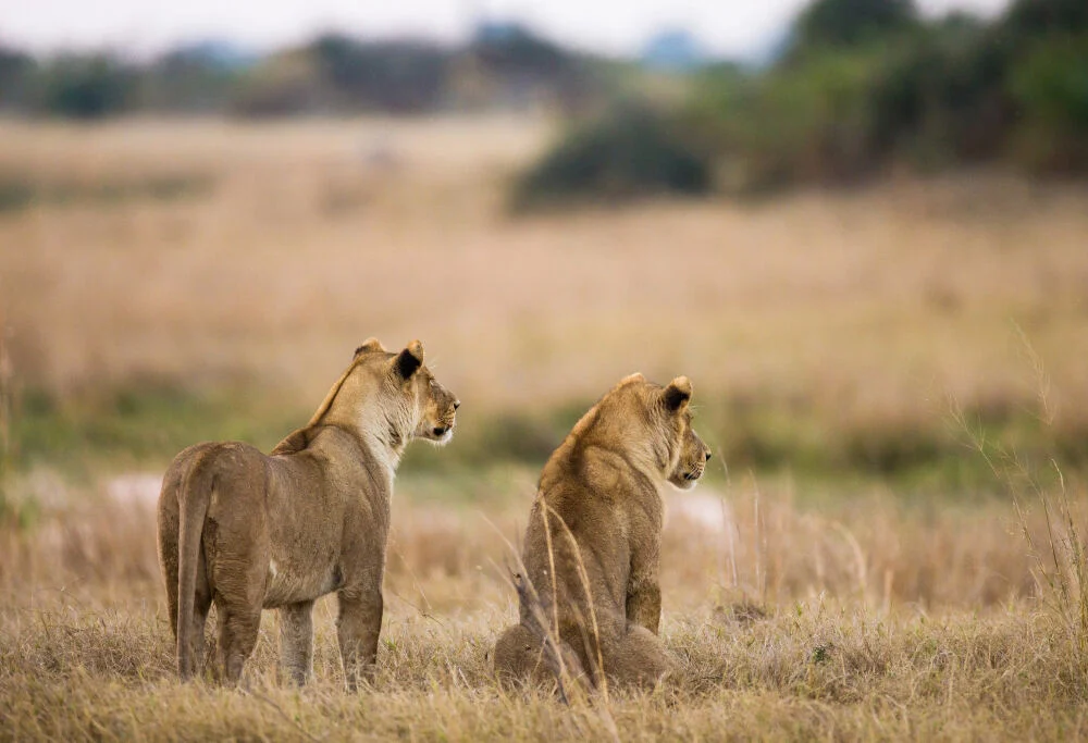 Lions resting in grasslands during Serengeti Tanzania safari experience